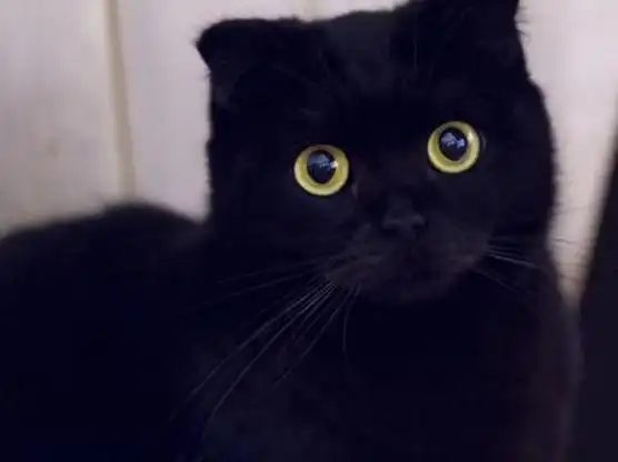 一,购买纯黑色英短折耳猫渠道及网上购买可靠性 二,购买一只纯黑色英