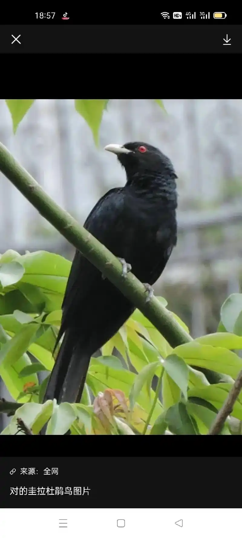 18:57来源:全网对的圭拉杜鹃鸟图片4g4g18:56杜鹃 - 抖音