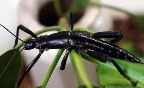 一种神秘昆虫,形似龙虾的虫子,一度以为已灭绝,80年后重现|竹节虫
