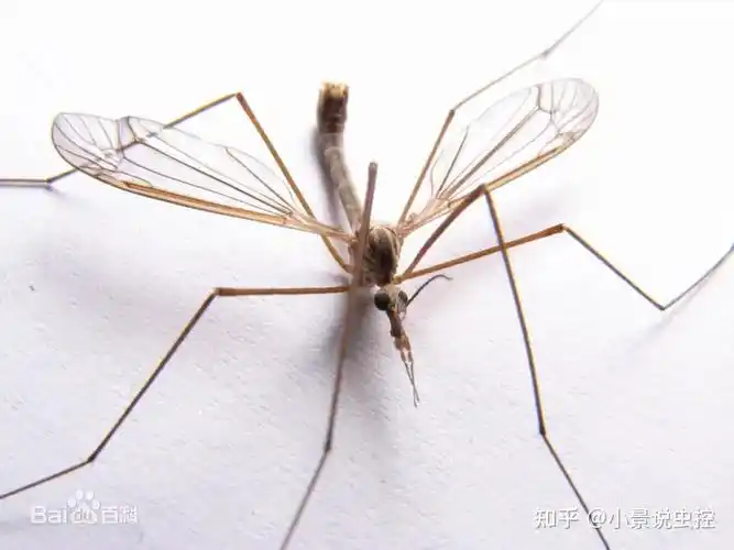 公蚊子我要为自己伸冤