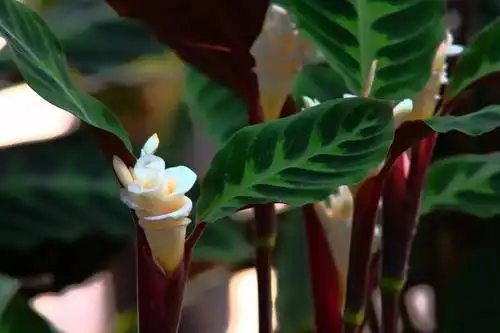 一花一世界天鹅绒竹芋