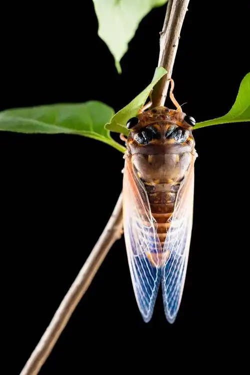 "探索丽水地区的知了美食热潮:价格飙升引发的绿色食物热议"