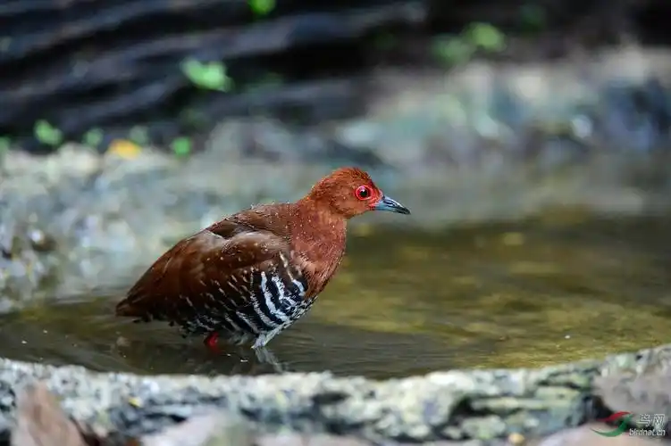 红腿斑秧鸡