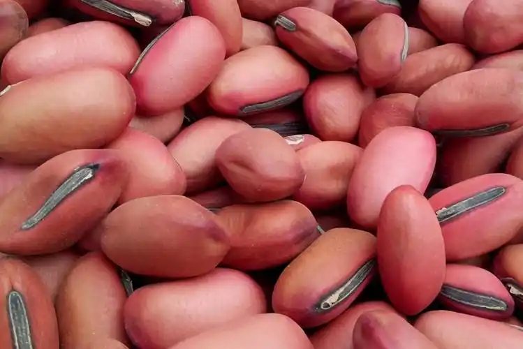 豆角是四季豆吗(中国豆类大全名称及图片介绍)