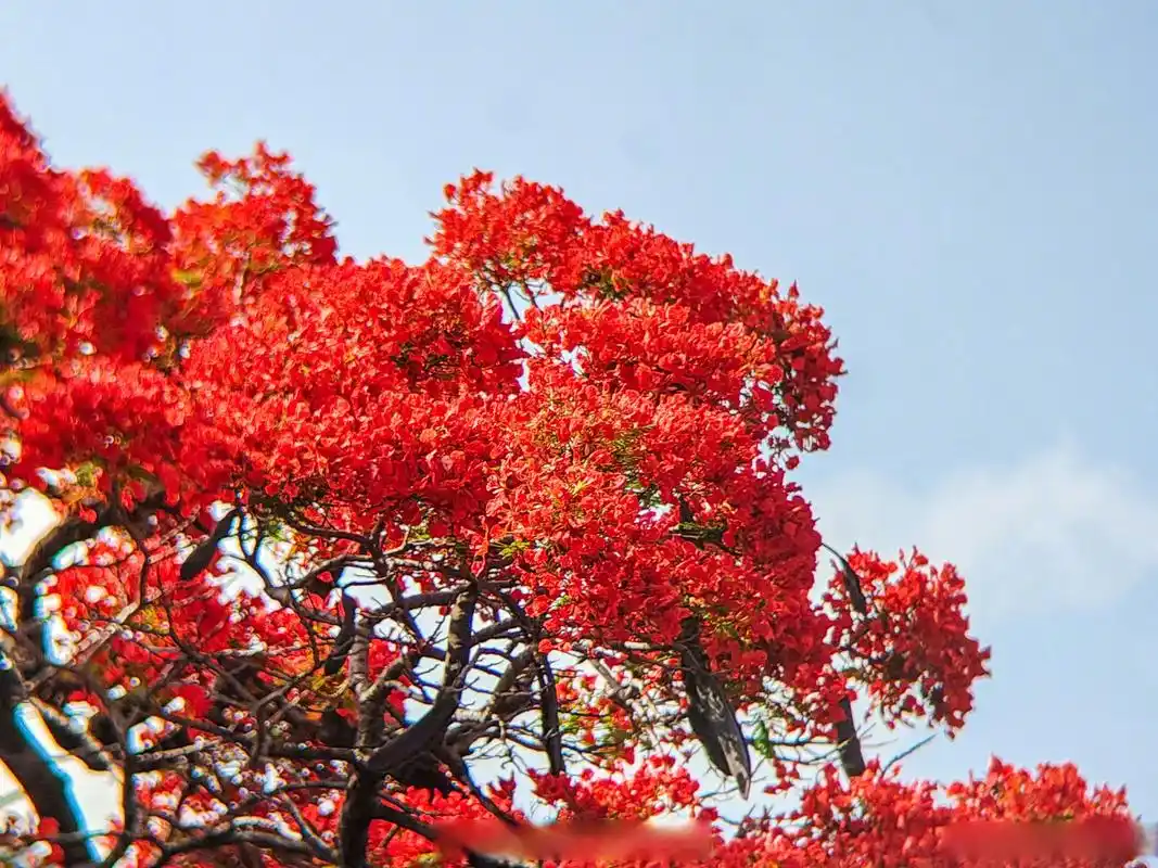 总要来次广州吧# 当热烈的凤凰花与百年古祠相遇 又是另外一番风景