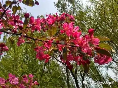 【植物界全系列】金虎尾目—红树科(下):山红树