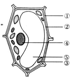 如图是植物细胞和动物细胞的结构示意图,请据图回答下列问题