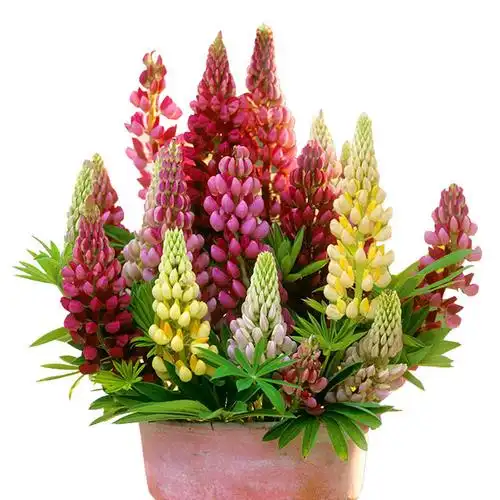 2020秋季种苗羽扇豆花苗鲁冰花四季阳台庭院盆栽时令草本花卉