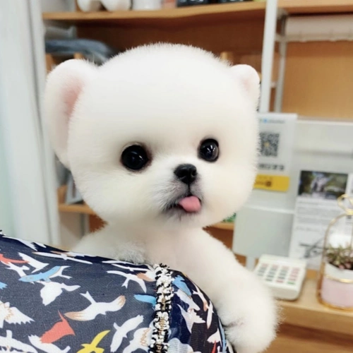 特价博美狗狗 幼犬 活体_茶杯狗博美幼犬狗狗长不大白色小型犬家养小