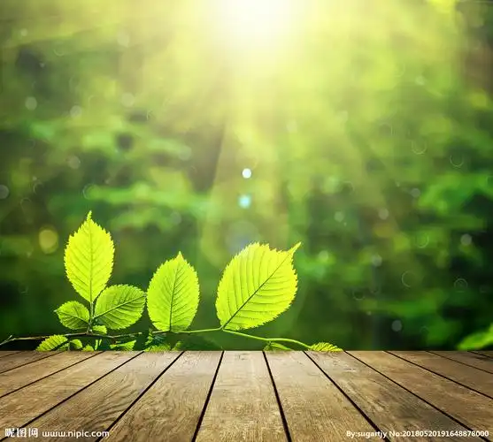 阳光森林摄影图__自然风景_自然景观_摄影图库_昵图网nipic.com