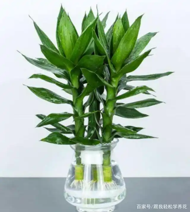 冬季水培富贵竹不爱生根爱黄叶?两个原因别忽视,叶青翠,根系壮