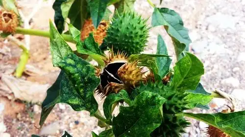 flower,thorns,fruit,green,mature,plant,thorny
