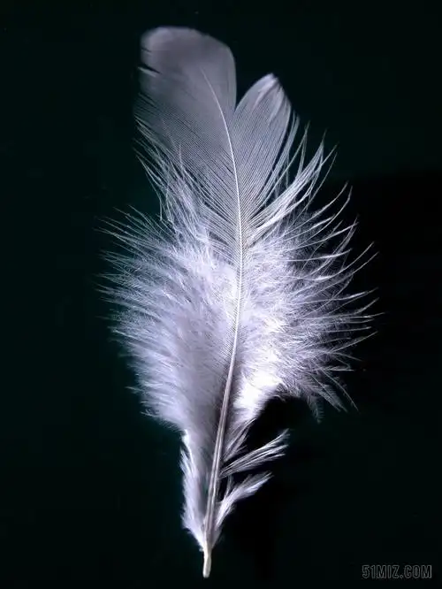 春 羽毛 翼飞白 向下 纤维 羽绒 鹅羽毛 鸭毛 热