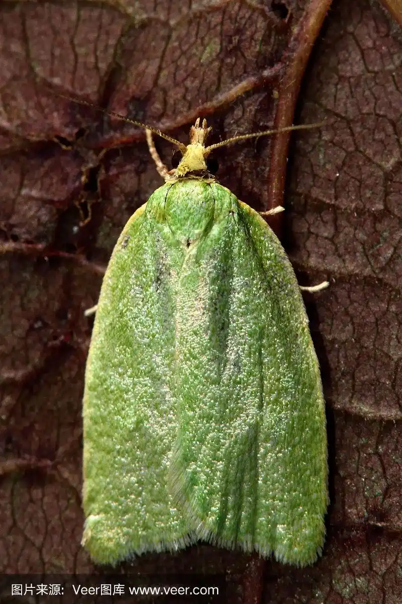 从上面看是一种绿色的橡树小蛾