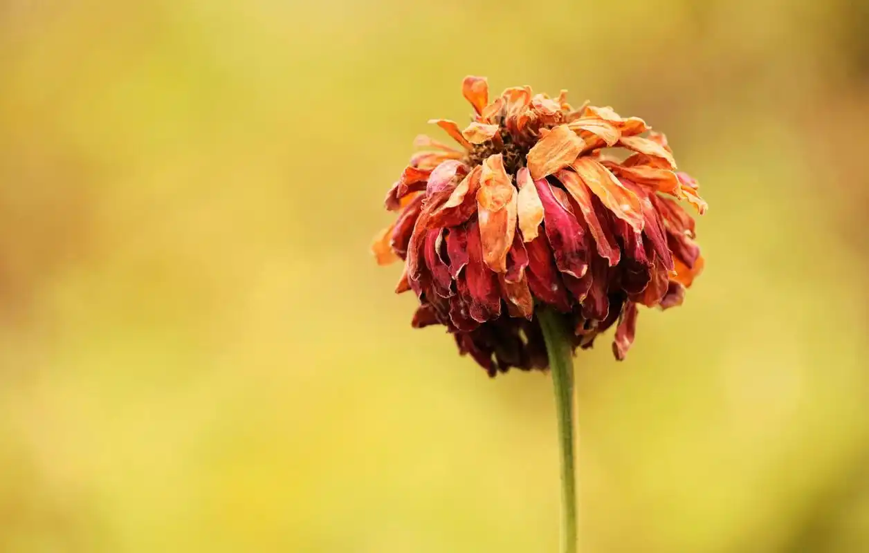 枯萎的百日菊
