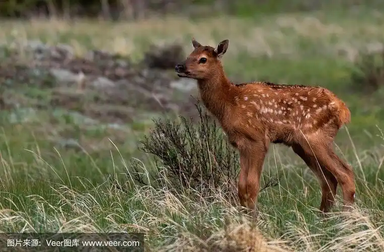 山上草地上可爱的麋鹿幼崽