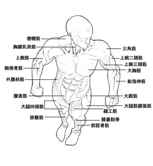 男性人体怎么画?一大波人体结构,肌肉,体块练习素材,赶紧学习一下吧!