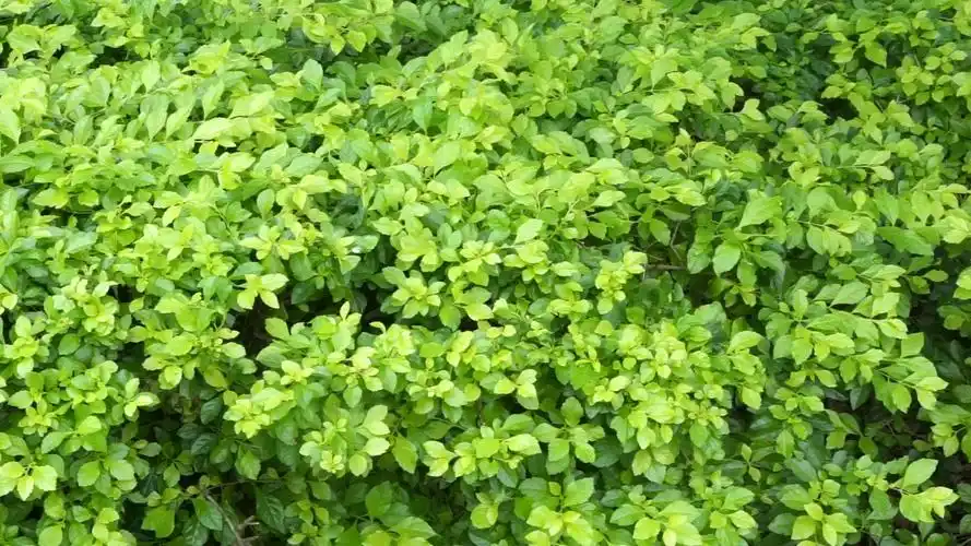 路边常见绿化植物——假连翘(马鞭草科)