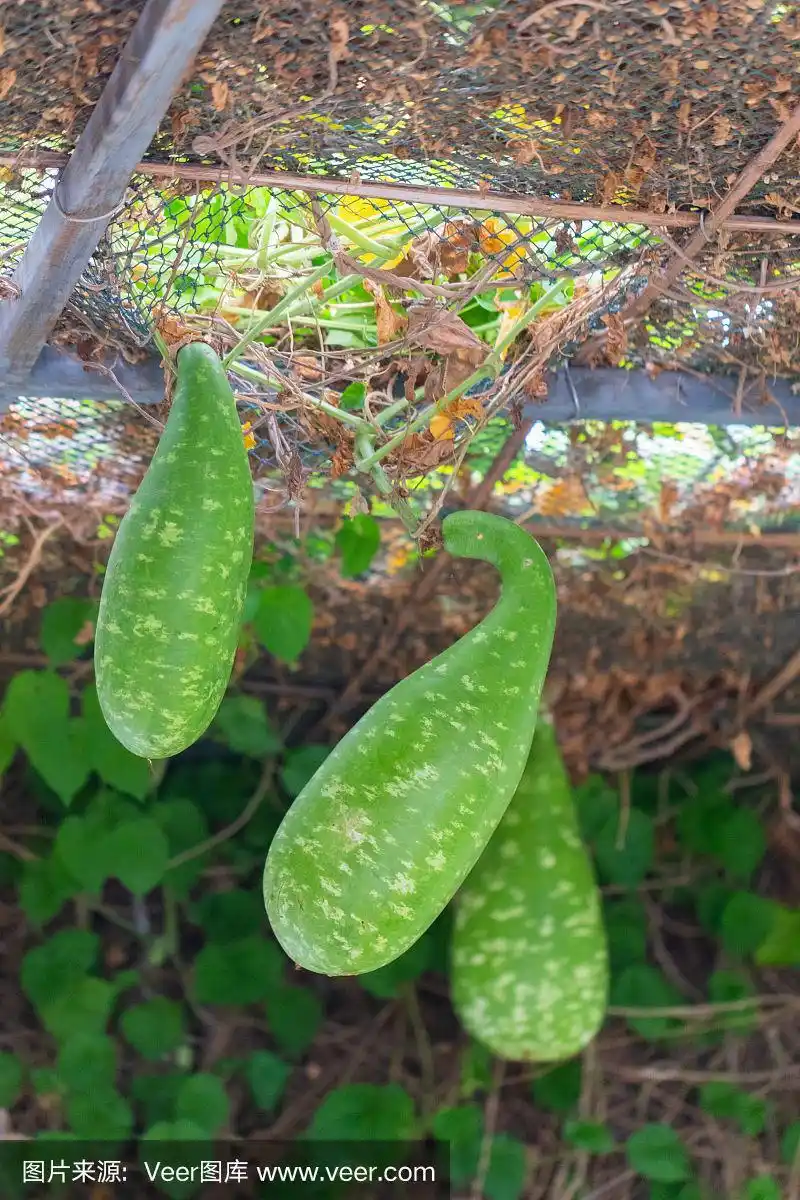 产于泰国的葫芦科植物(葫芦属)