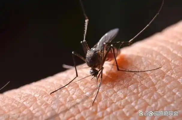 合适接触到水,原本沉睡的卵宝宝们就能满血复活孵化为密密麻麻的幼虫