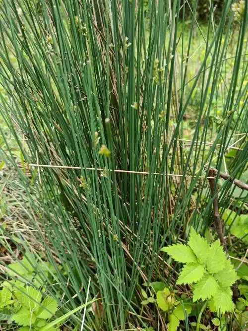 新鲜灯芯草500克包邮灯心草水灯芯