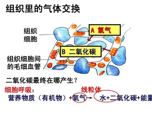 发生在肺内的气体交换ppt