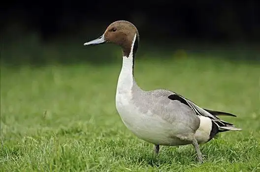 针尾鸭图片_针尾鸭图片大全_针尾鸭图片素材