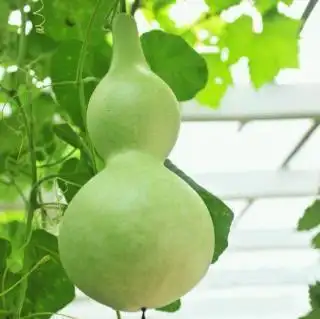 故事153《青葫芦,荡呀荡》