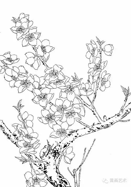 工笔线描桃花,美!