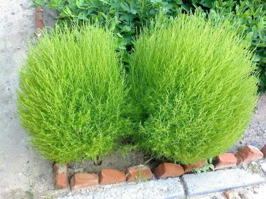 扫帚苗又名地肤是个宝,可是好多人不知道,看完涨知识了收藏起来