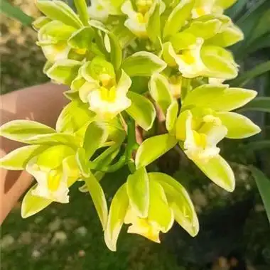 建兰大果冠3苗1花 - 中国兰花交易网