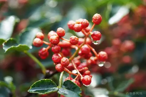 火锅底料培训小节——花椒挑选有诀窍_颜色