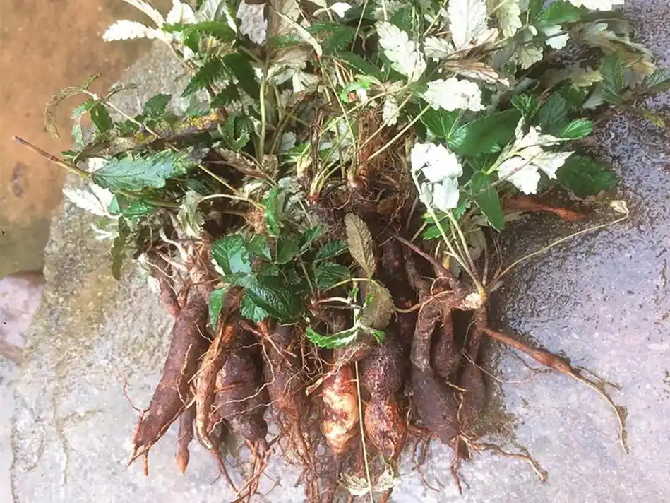 2,翻白草其它名称:鸡腿根,鸡腿子,白头翁[广西,福建],叶下白,郁苏参