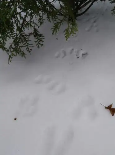 小鹿脚印,2016,12 曹雅珍摄