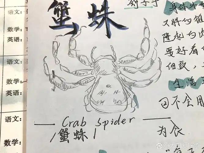 昆虫记08—红蚂蚁,蟹蛛!来咯 跟完了!完结撒花!接下来!会更点手写!