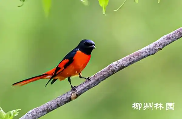 【城市广场】会飞的红辣椒——红山椒鸟