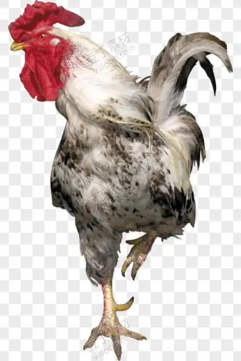 灰白色站立公鸡
