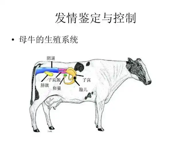 发情鉴定与控制   母牛的生殖系统