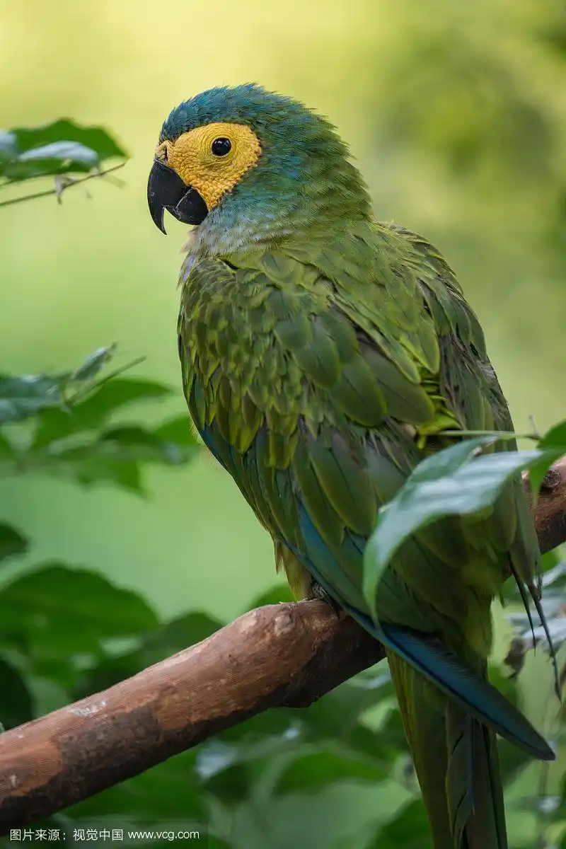 丛林里树枝上的迷你金刚鹦鹉