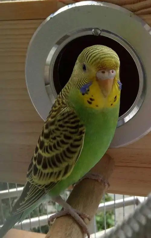 这只虎皮鹦鹉是公的还是母的?