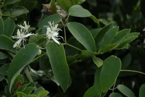 威灵仙的功效与作用威灵仙用量一般多少克