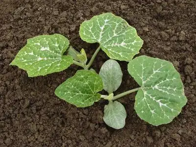 种植的南瓜苗图片