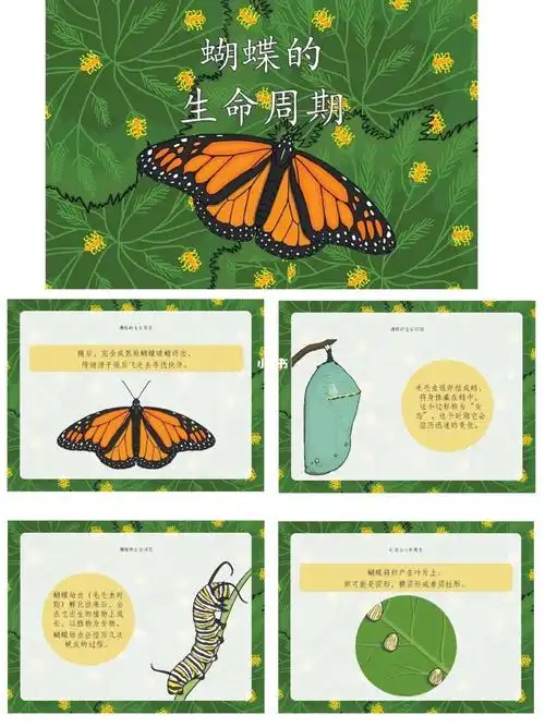 科学文化94使用:打印过塑即可94目的:了解蝴蝶的生长周期,为生命
