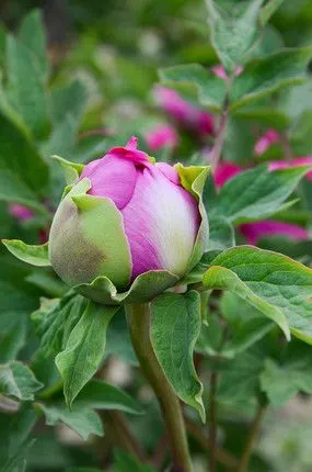 含苞待放的粉牡丹和花骨朵