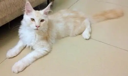 有偿转让自家养奶油色缅因猫一只