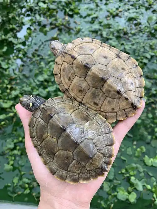 外塘冷水地图龟活体深水龟密西西比地图黑瘤地图龟小乌龟活体直销
