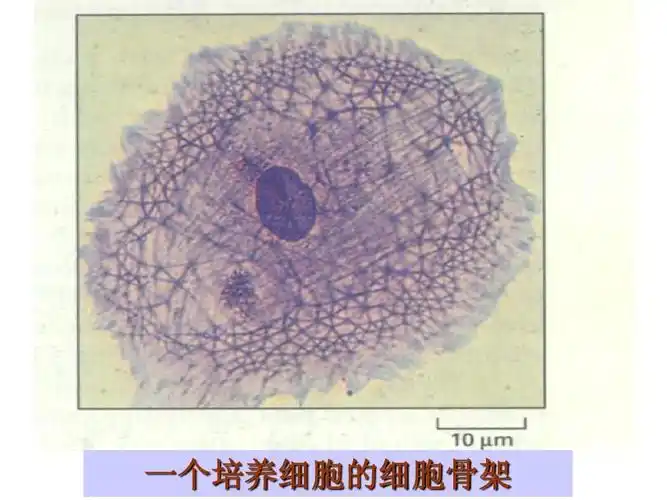 细胞骨架系统课件ppt