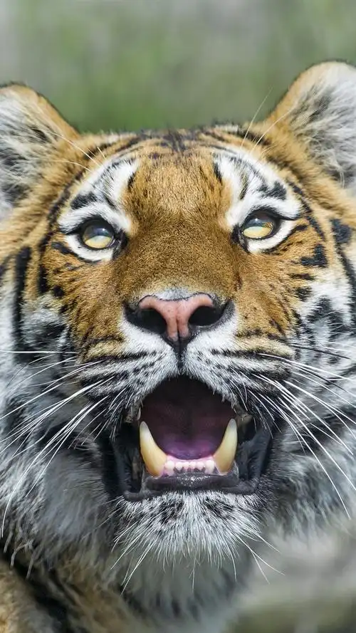 虎,大猫,眼睛,獠牙