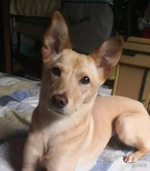 宠物品种 :土狗