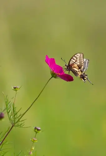 格桑花开蝴蝶飞